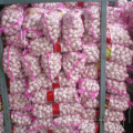 Export Chinese fresh garlic high quality garlic wholesale